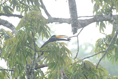 Many-banded aracari